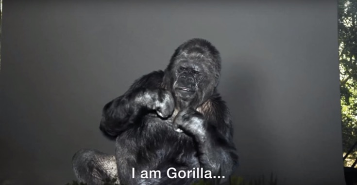 Read more about the article Koko the Gorilla Fears Humankind is Destroying the Environment
