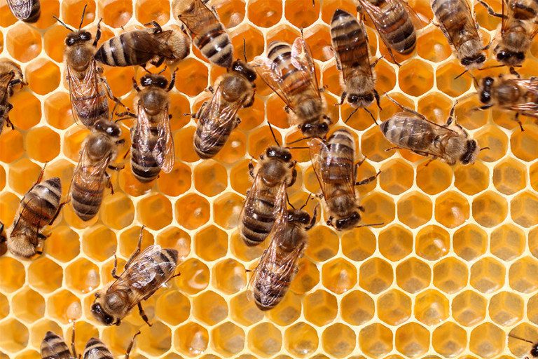 Read more about the article How to Set Up and Keep Bees