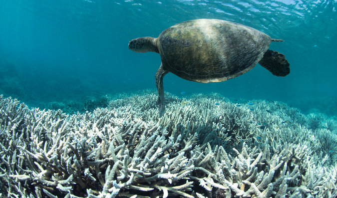 You are currently viewing Climate-Related Death of Coral Around World Alarms Scientists