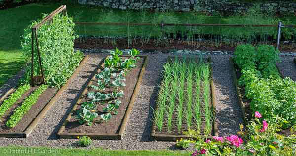 You are currently viewing 20 Tips & Tricks for Vegetable Gardening