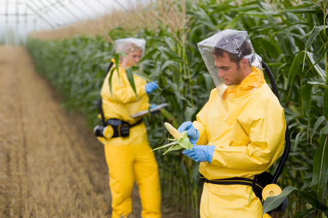 You are currently viewing NAS Report Shows GM Crops ‘Clearly Not the Answer to World Hunger’