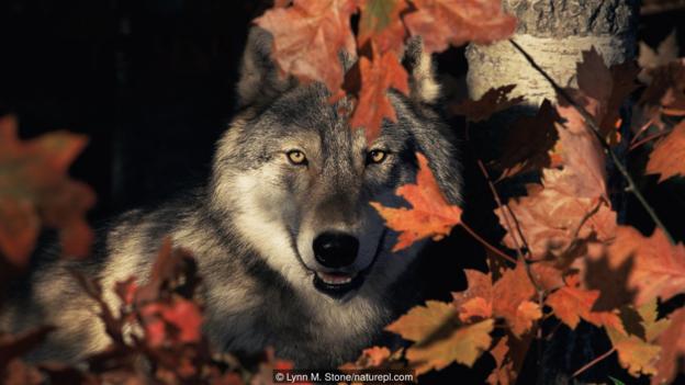 Read more about the article When you start killing wolves, something odd happens