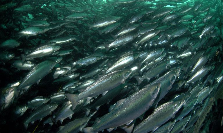 Read more about the article An Inside Look Into the Fish Industry Reveals Disturbing Facts That Could Threaten Your Health