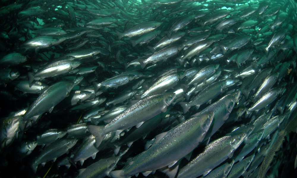 You are currently viewing An Inside Look Into the Fish Industry Reveals Disturbing Facts That Could Threaten Your Health