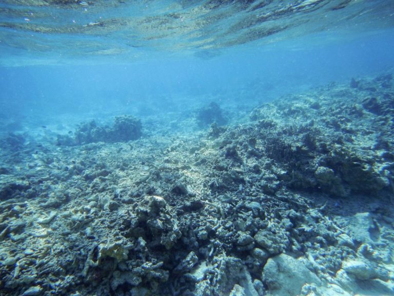 Read more about the article Giant Clam Poaching Wipes Out Reefs in South China Sea