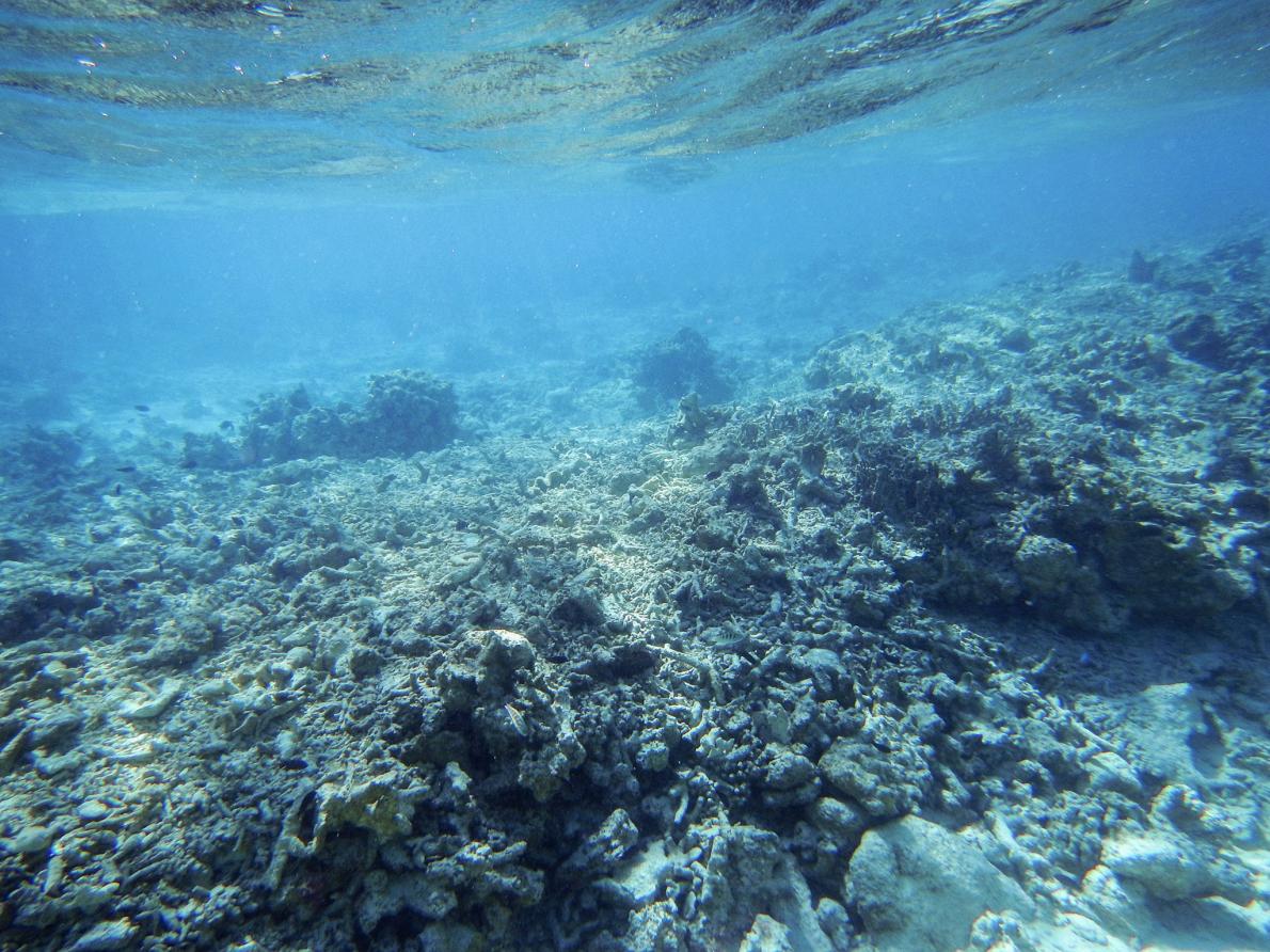 You are currently viewing Giant Clam Poaching Wipes Out Reefs in South China Sea