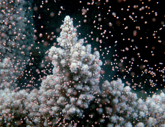 You are currently viewing In Secrets of Coral Spawning, Hope for Endangered Reefs