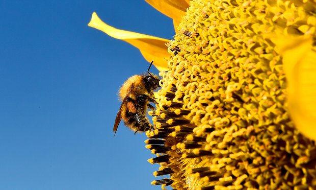 You are currently viewing Plan bee: Minnesota sets broad limits on chemicals blamed for bee decline