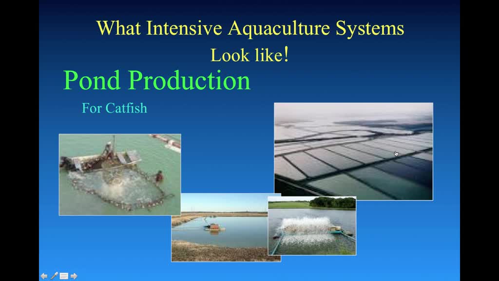 ras aquaculture business plan